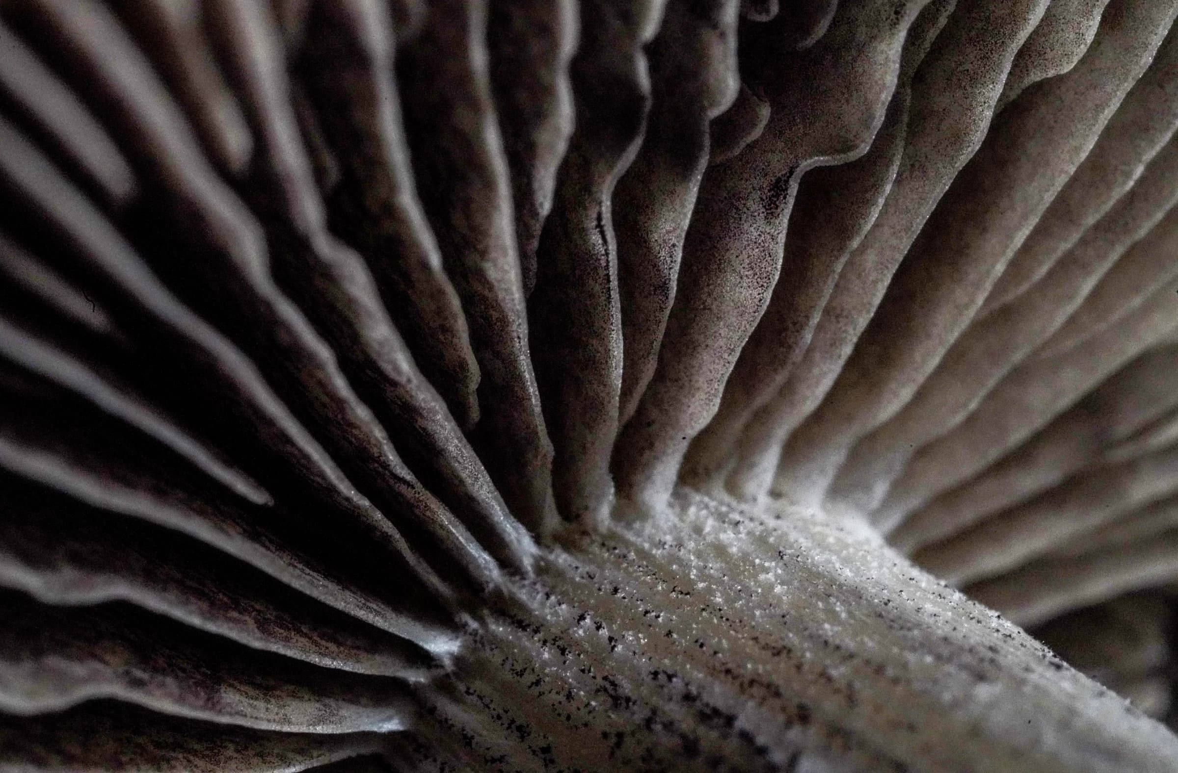 Close study of the radiating gill structure beneath a mushroom cap, photographed in the True Eira archive