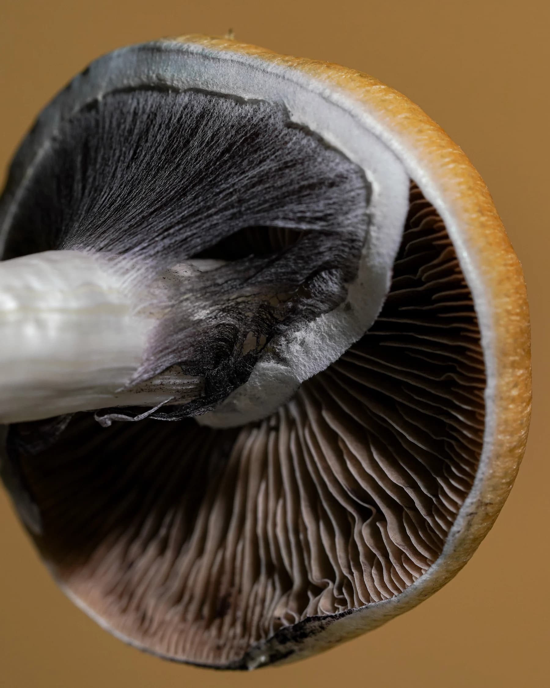 Psilocybe cap turned to show its gill structure, bruised blue at the margin, against warm ochre