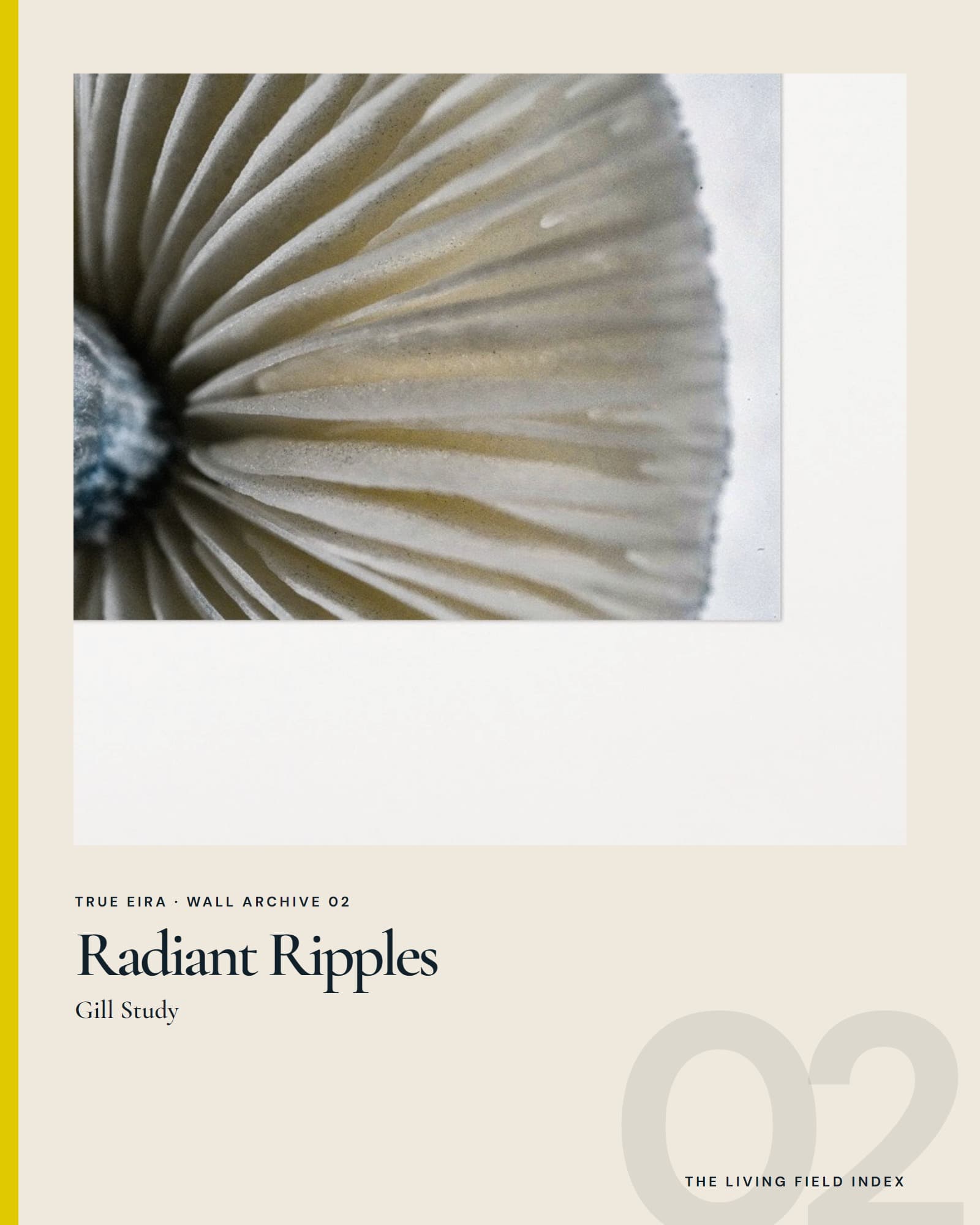 Radiant Ripples — Gill Study in the True Eira Living Field Index campaign