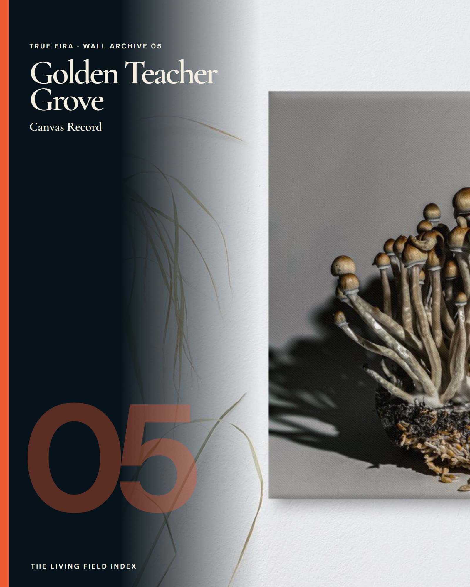 Golden Teacher Grove Canvas in the True Eira Living Field Index campaign