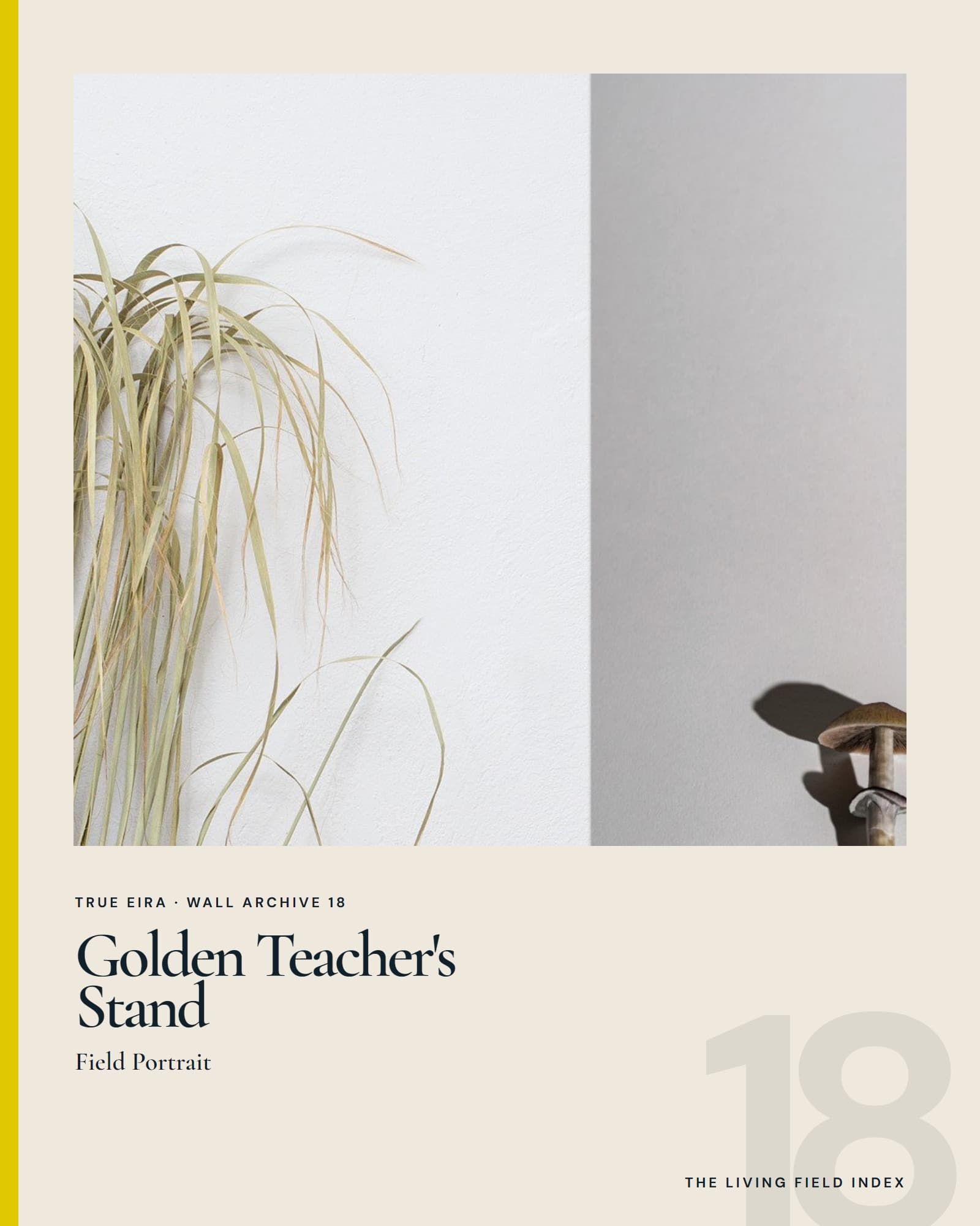 Golden Teacher’s Stand in the True Eira Living Field Index campaign