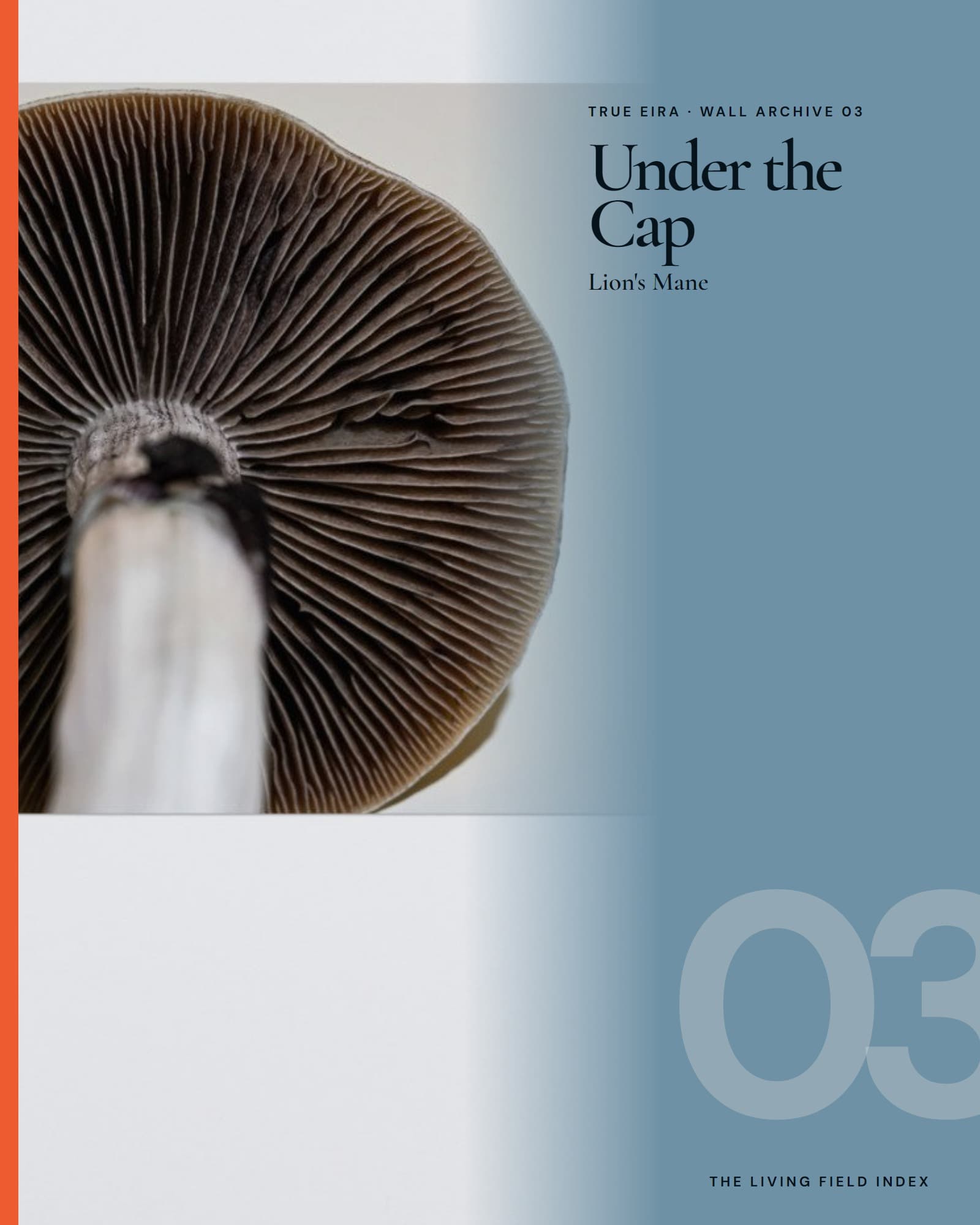 Under the Cap — Lion's Mane in the True Eira Living Field Index campaign