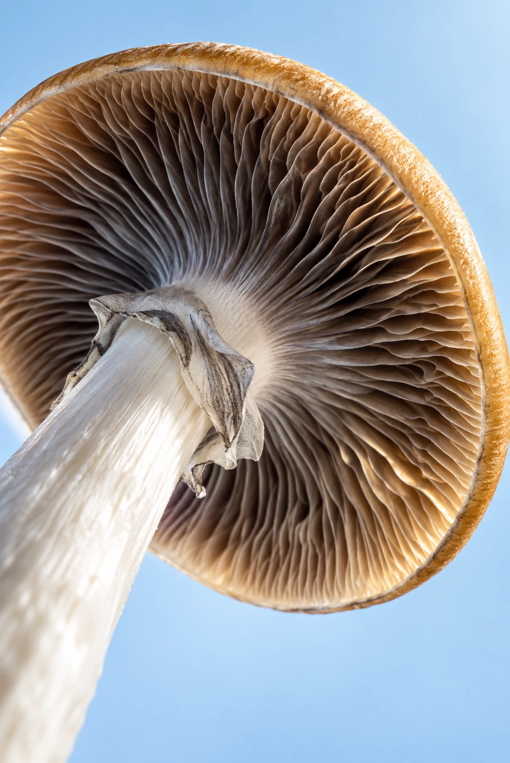 The Field Guide: Mushrooms, Vol. I — artwork — True Eira editorial artwork