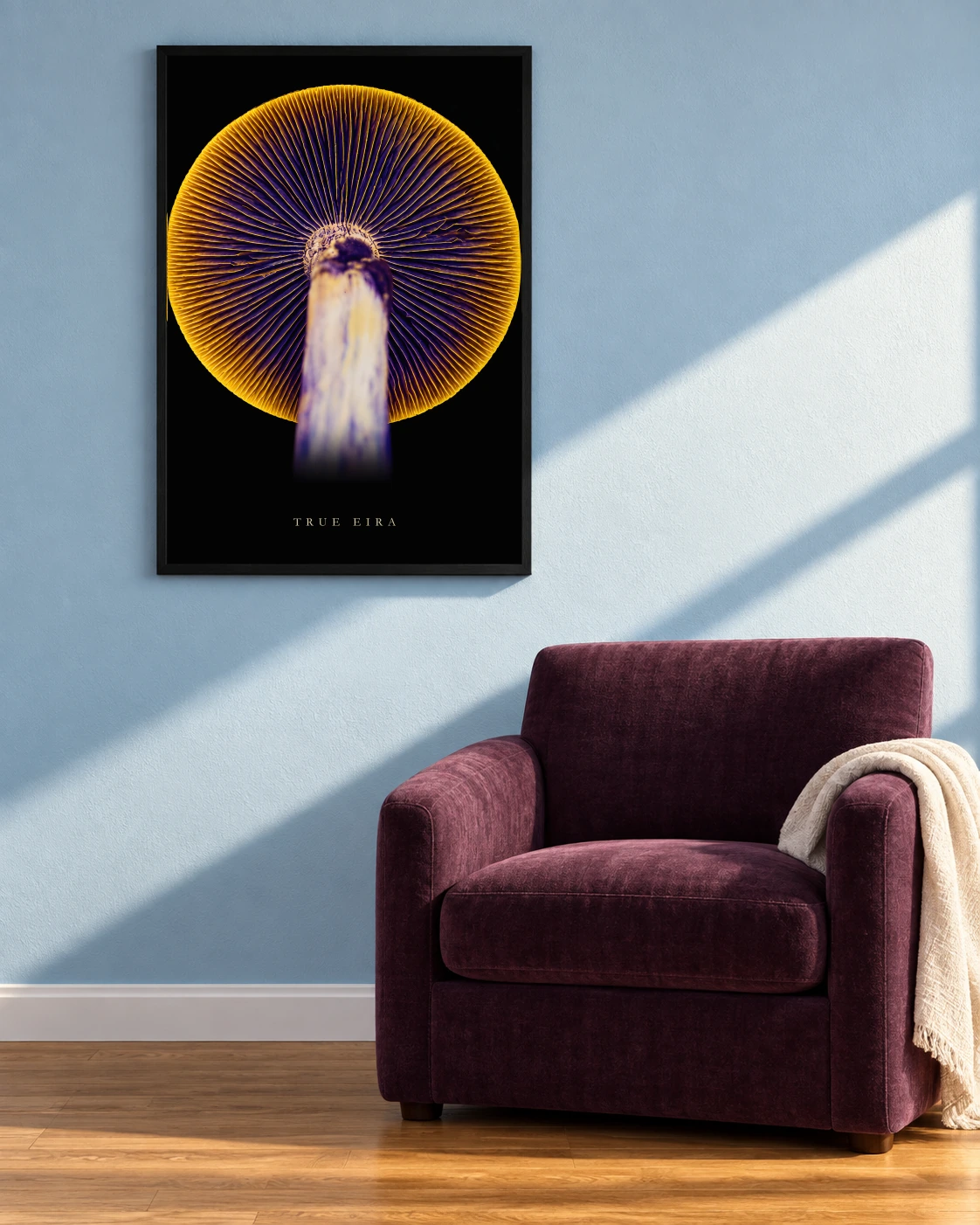 Gold Gill Sun in a room