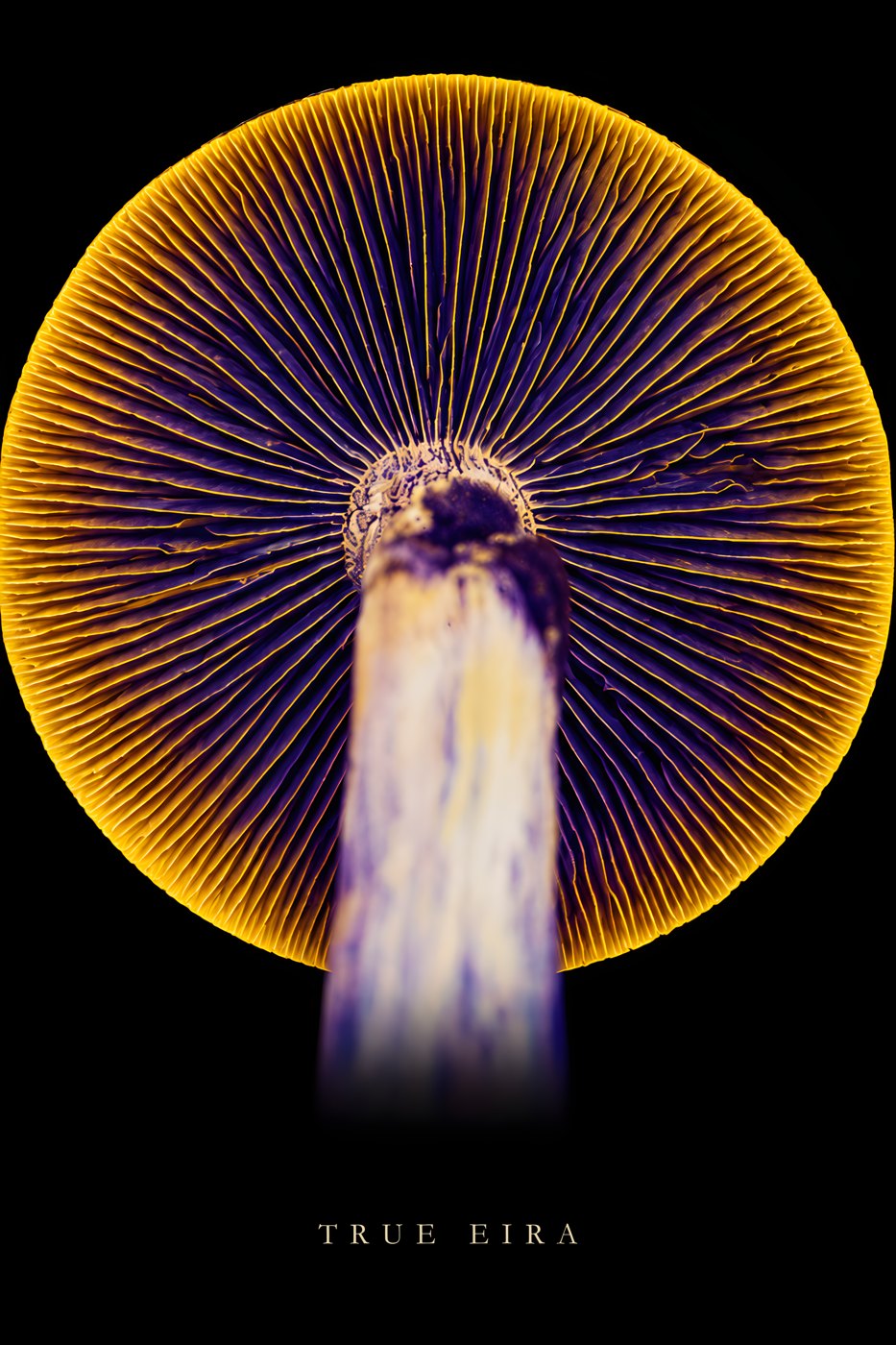 Gold Gill Sun — complete print artwork