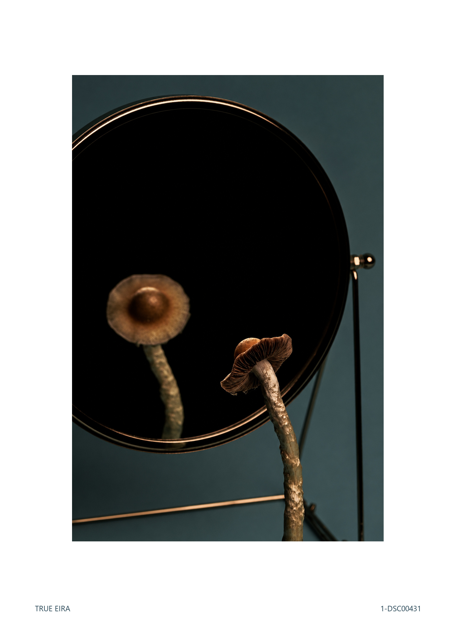 Print layout of Still life · 1-DSC00431, with its white paper border