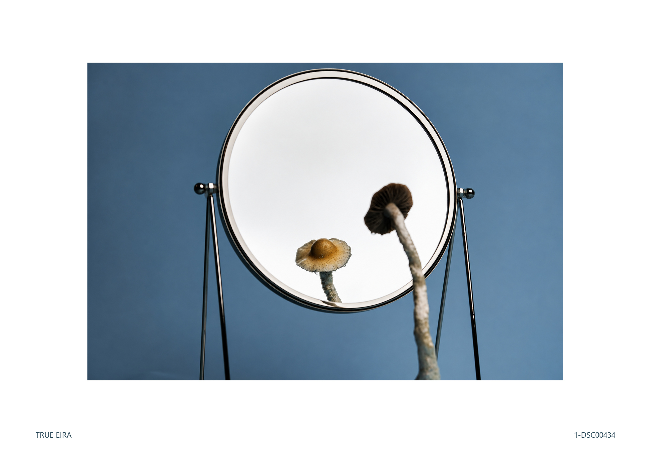 Print layout of Still life · 1-DSC00434, with its white paper border