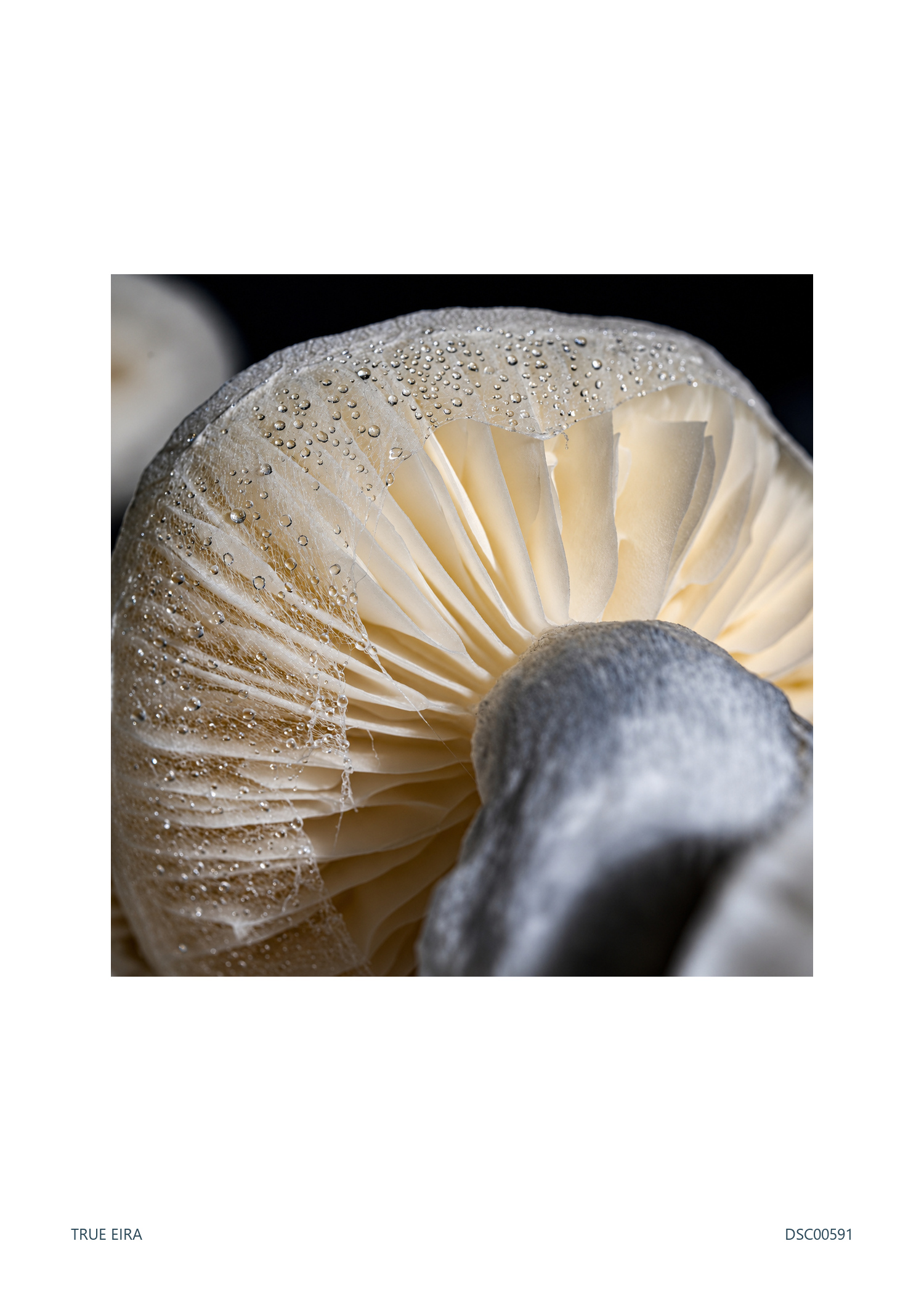Print layout of Gill study · DSC00591, with its white paper border