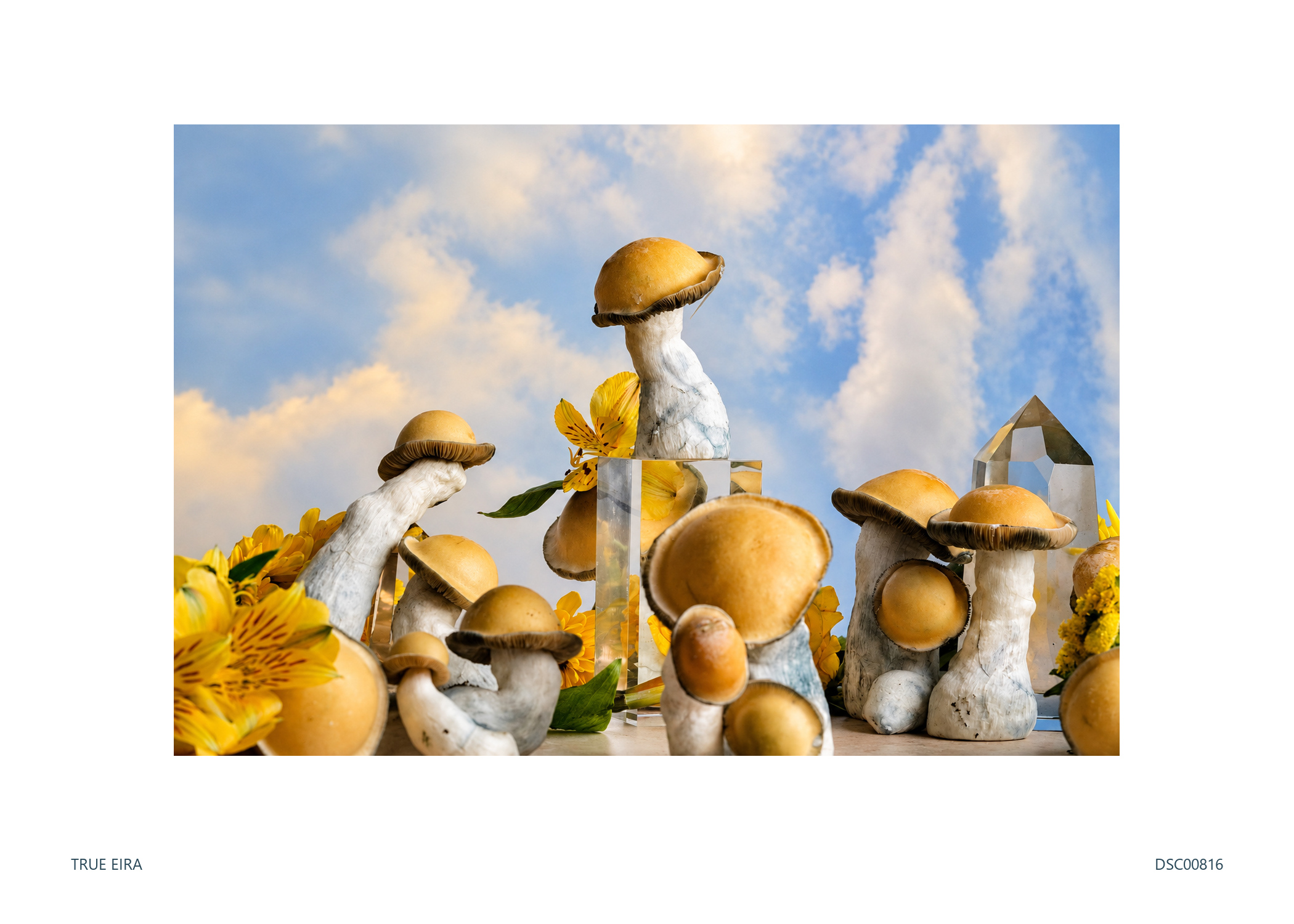 Print layout of Still life · DSC00816, with its white paper border