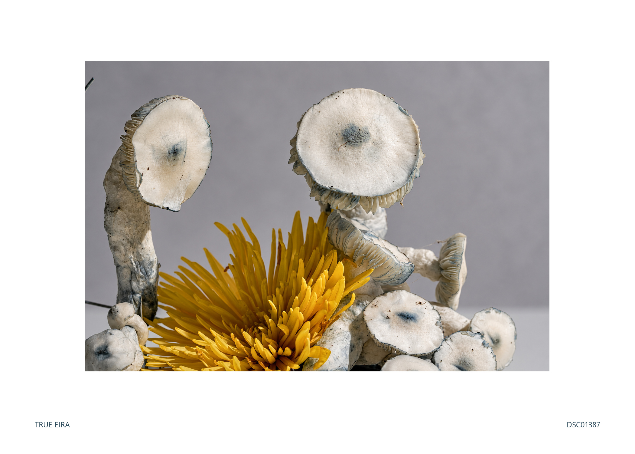 Print layout of Still life · DSC01387, with its white paper border