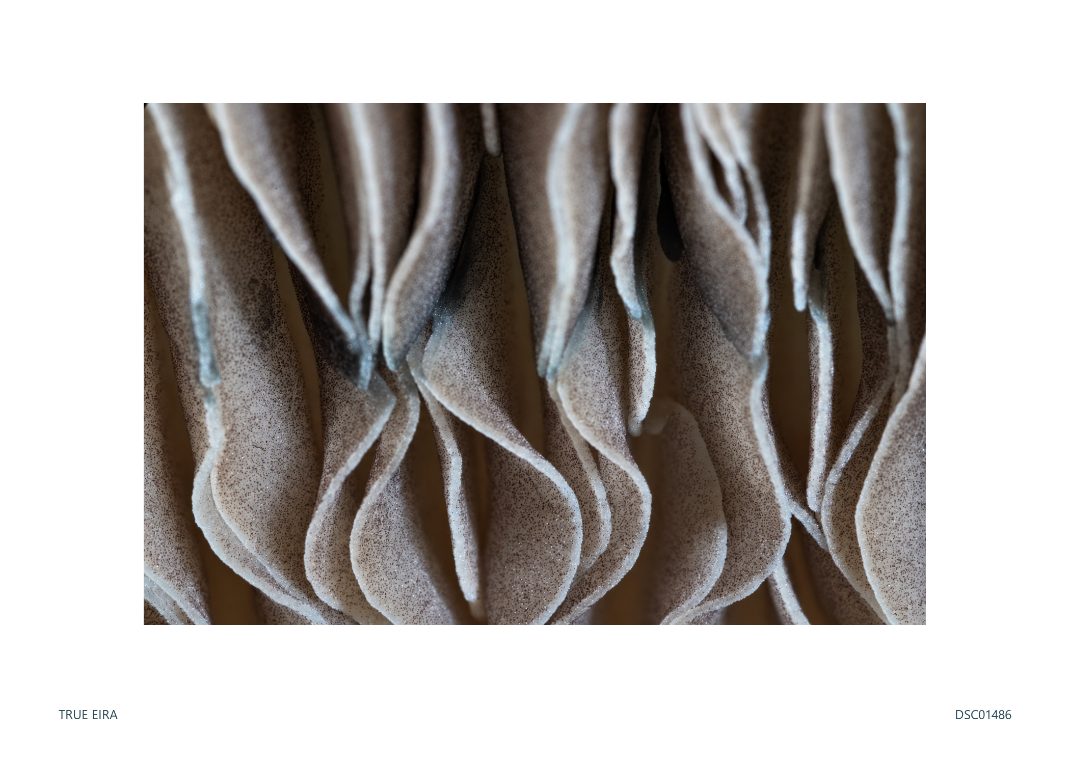Print layout of Texture study · DSC01486, with its white paper border