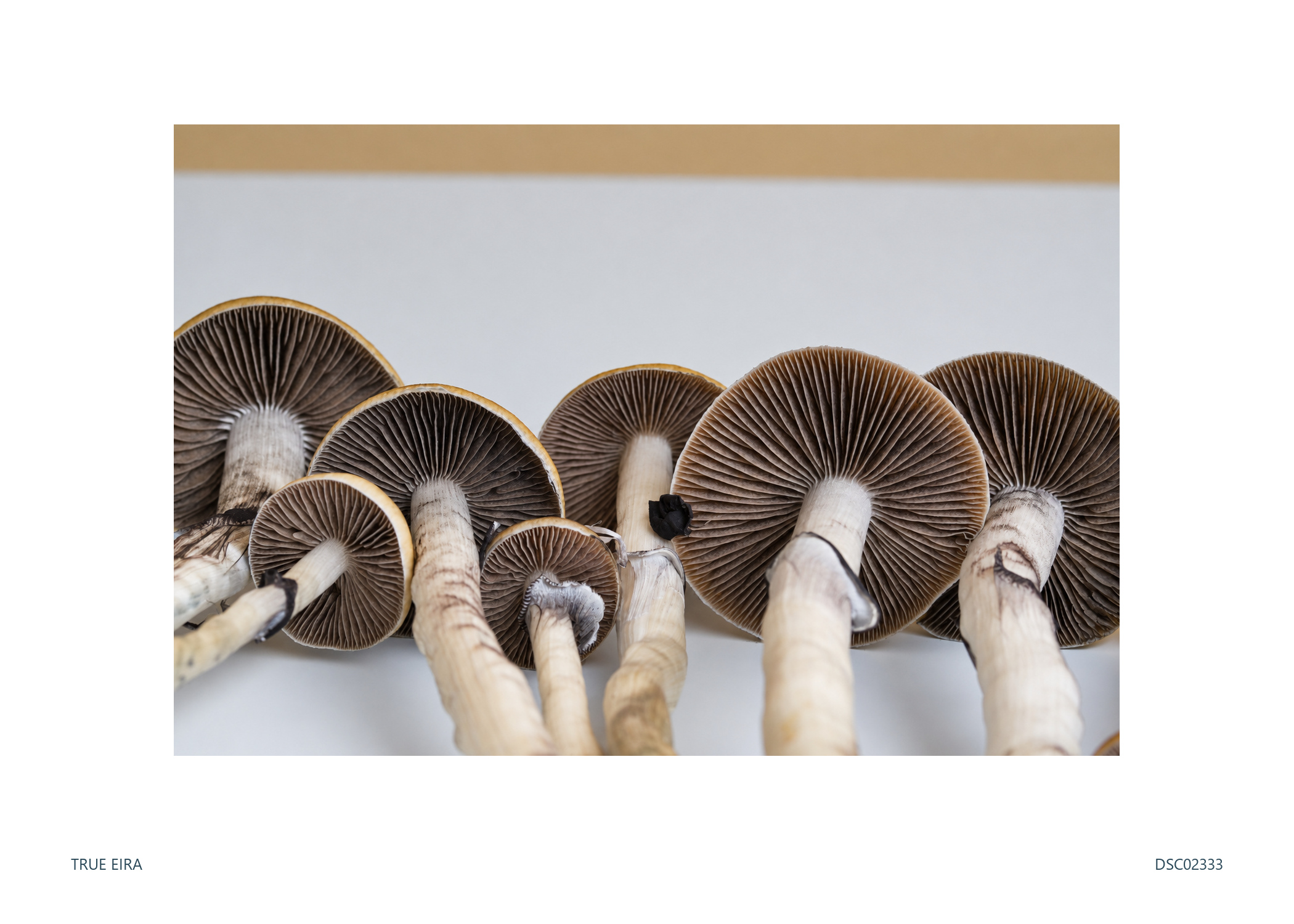 Print layout of Gill study · DSC02333, with its white paper border
