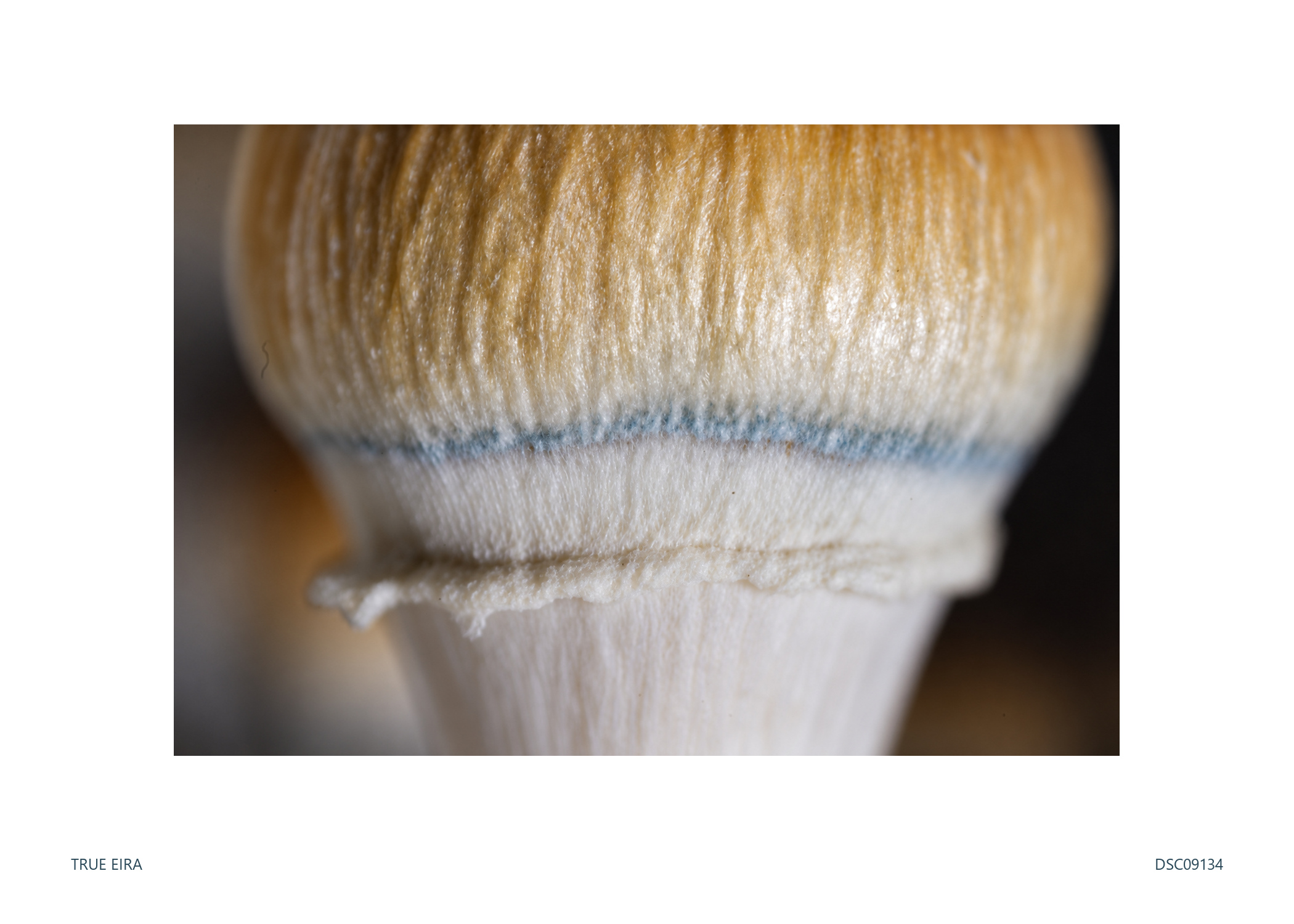 Print layout of Texture study · DSC09134, with its white paper border