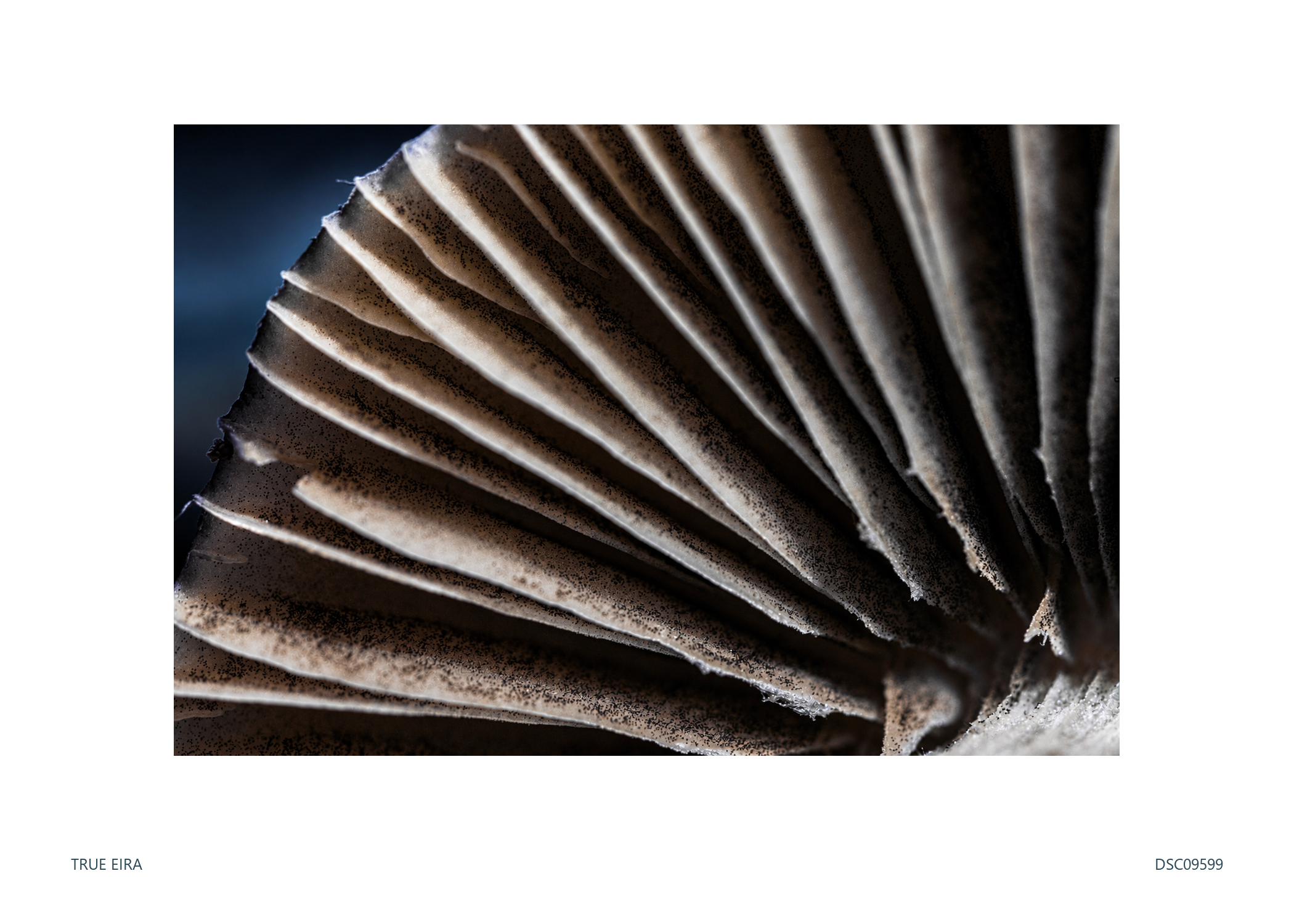 Print layout of Gill study · DSC09599, with its white paper border