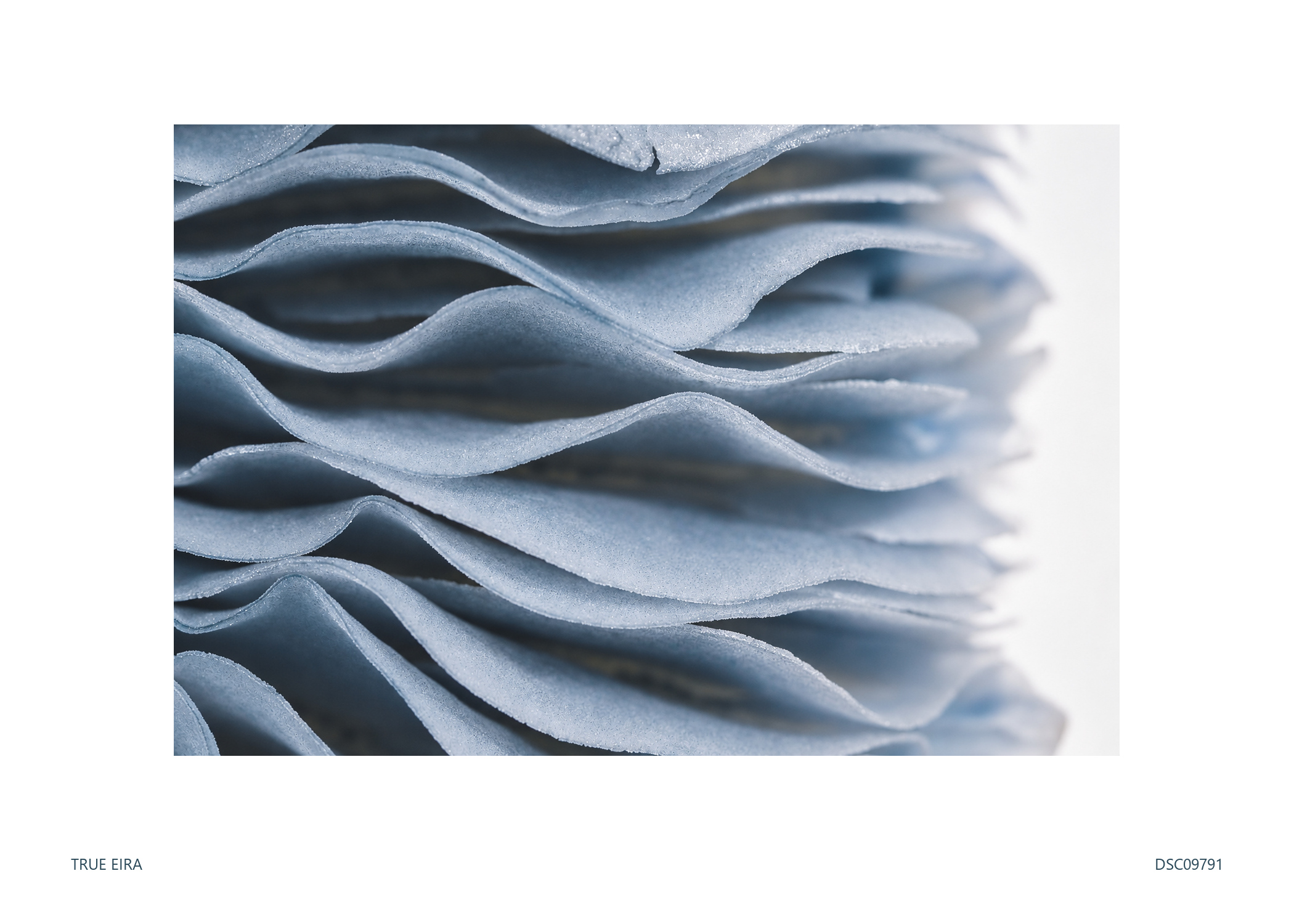Print layout of Gill study · DSC09791, with its white paper border