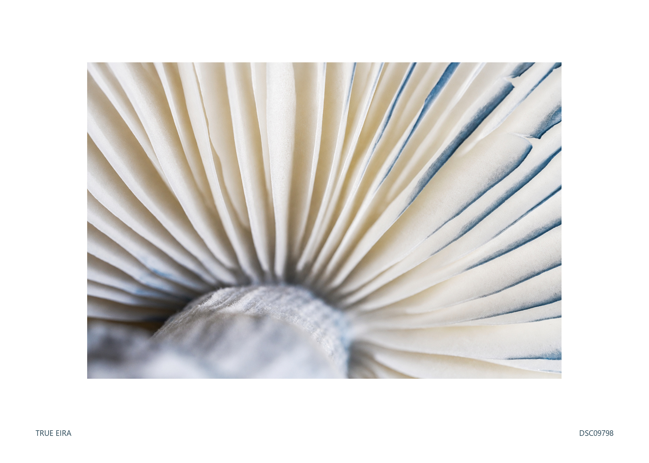 Print layout of Gill study · DSC09798, with its white paper border