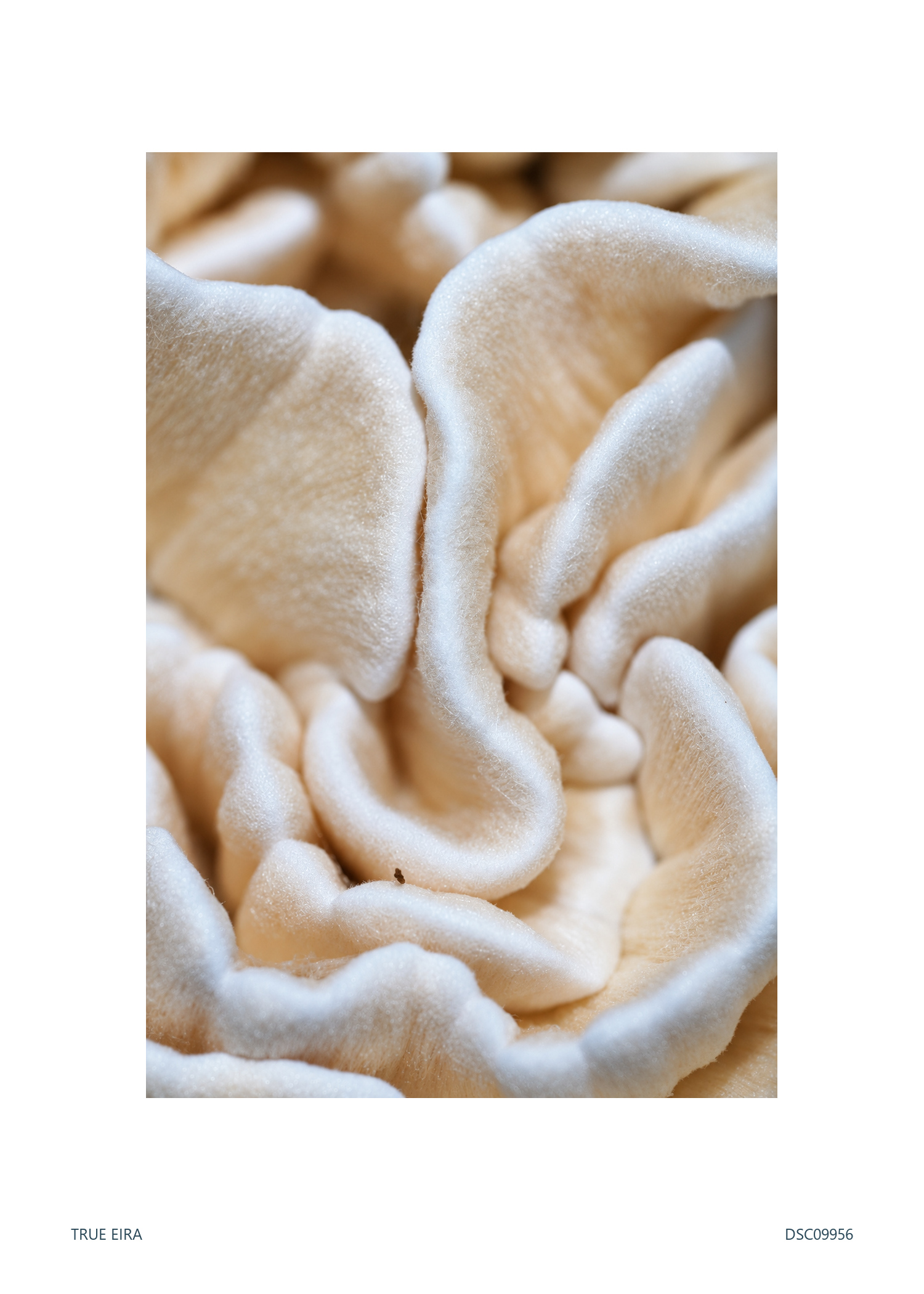 Print layout of Texture study · DSC09956, with its white paper border