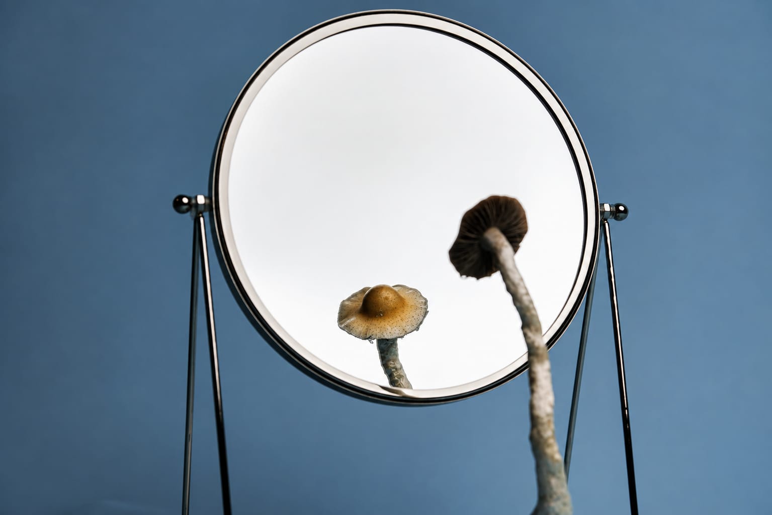 Still life, photograph from the True Eira archive