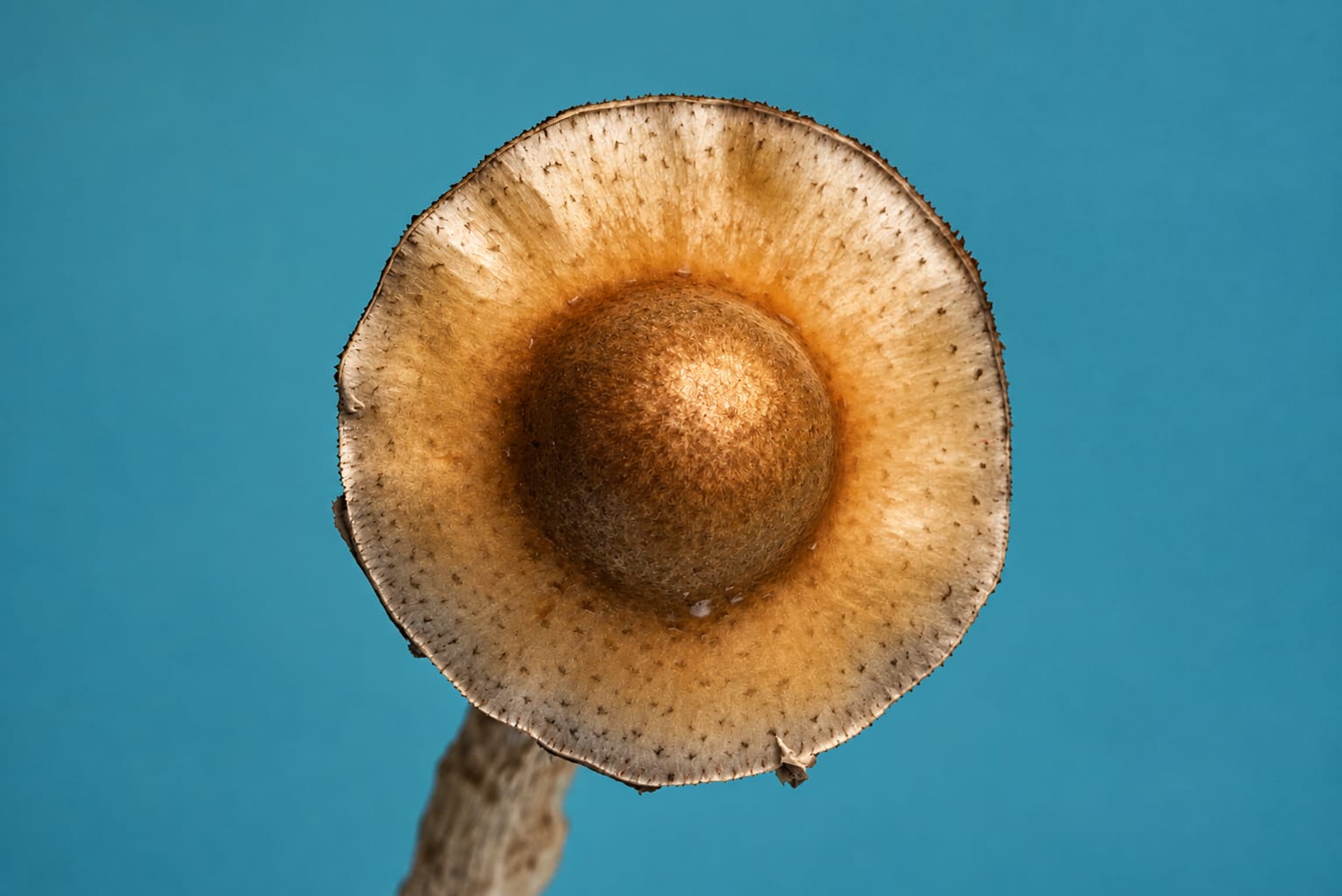 Specimen, photograph from the True Eira archive