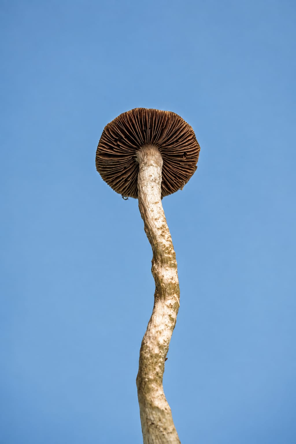 Specimen, photograph from the True Eira archive