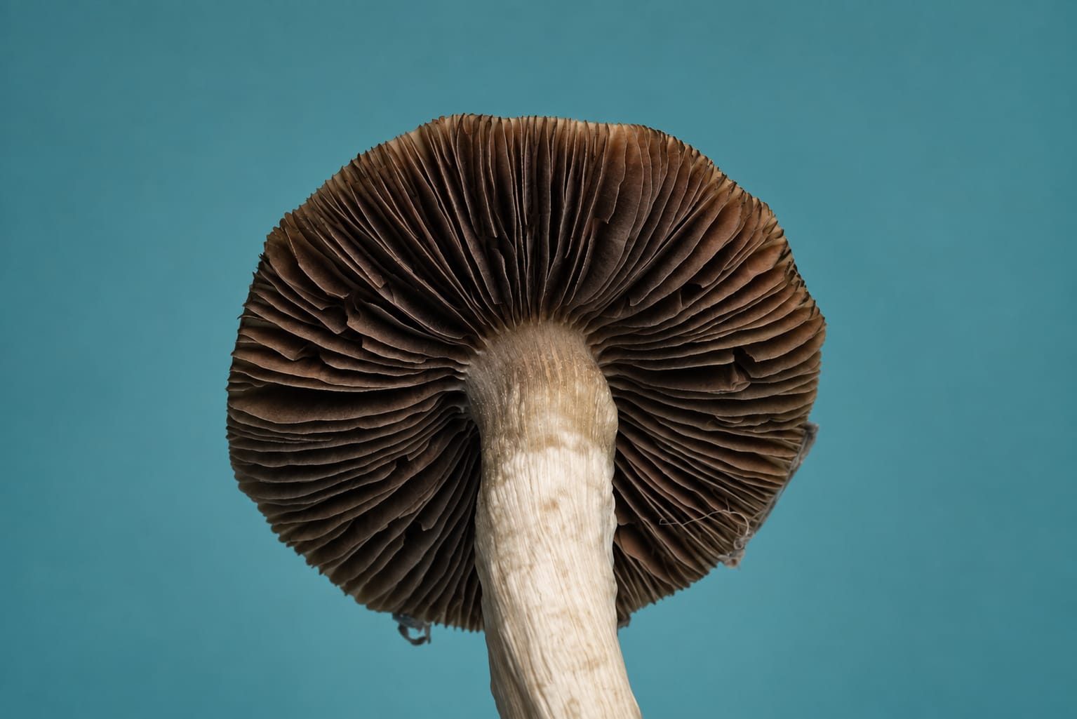 Gill study, photograph from the True Eira archive