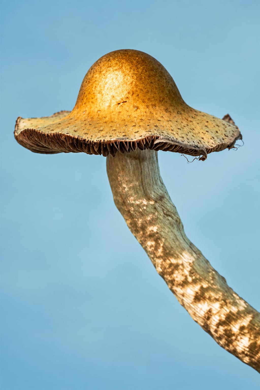 Specimen, photograph from the True Eira archive