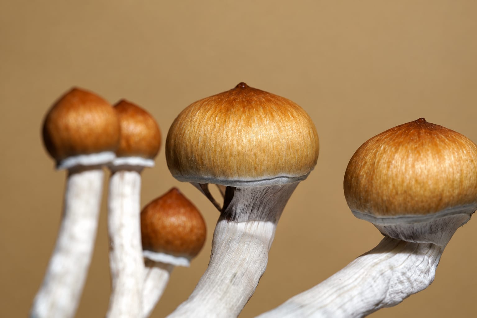 Cluster, photograph from the True Eira archive