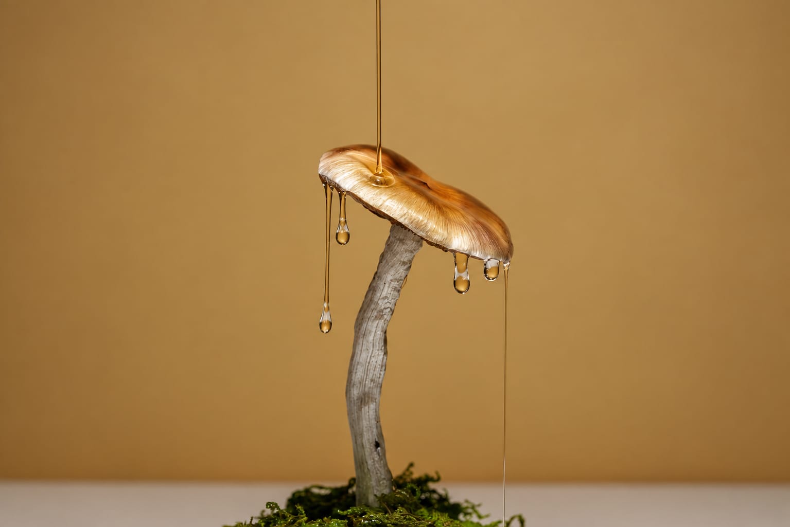 Still life, photograph from the True Eira archive