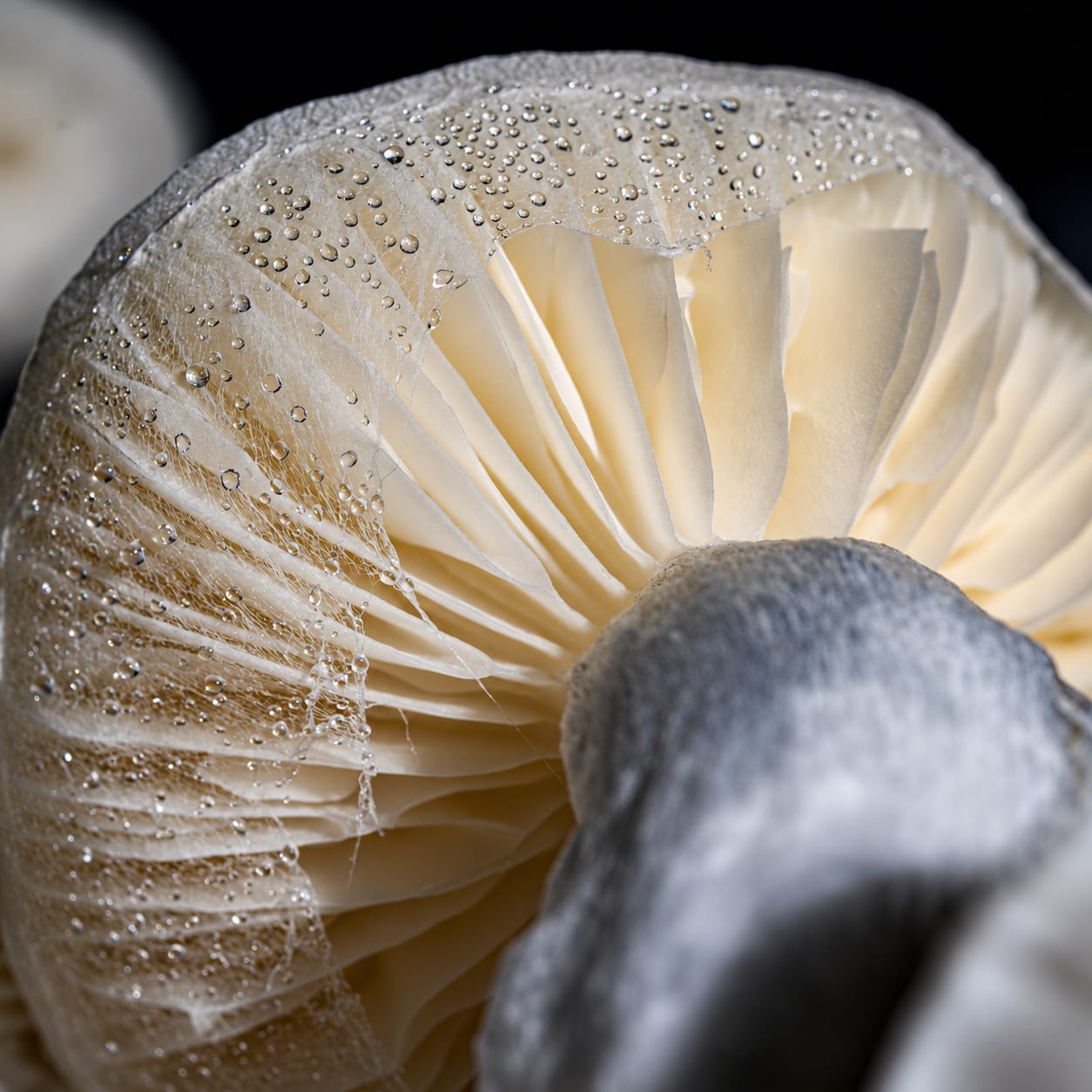 Gill study, photograph from the True Eira archive