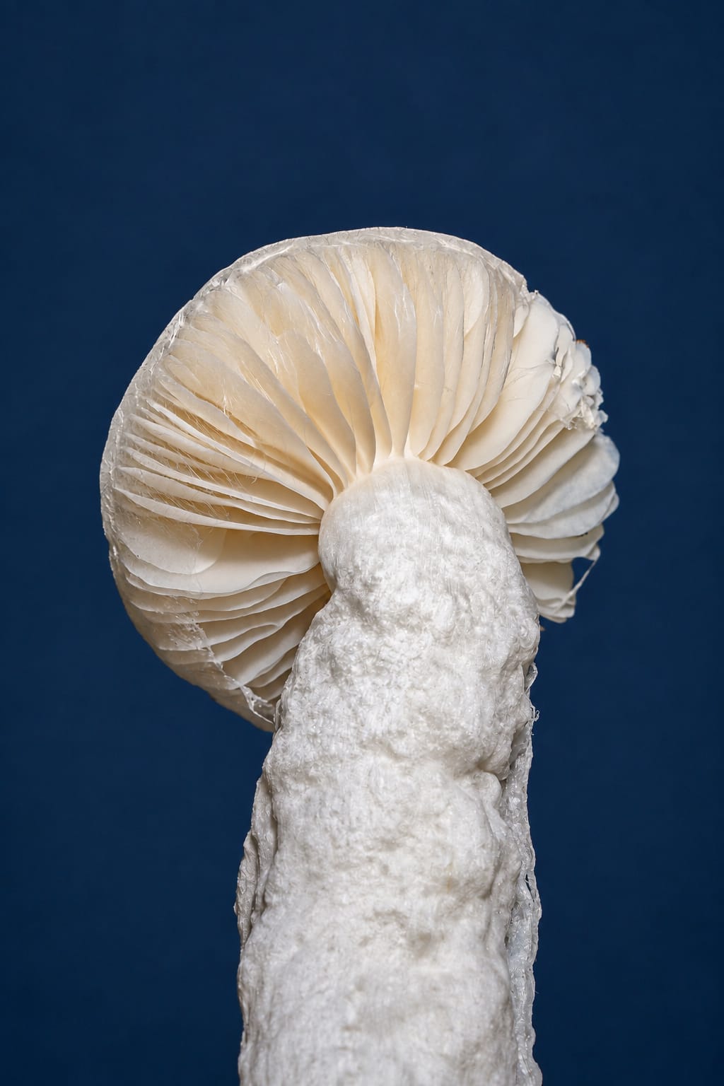 Specimen, photograph from the True Eira archive