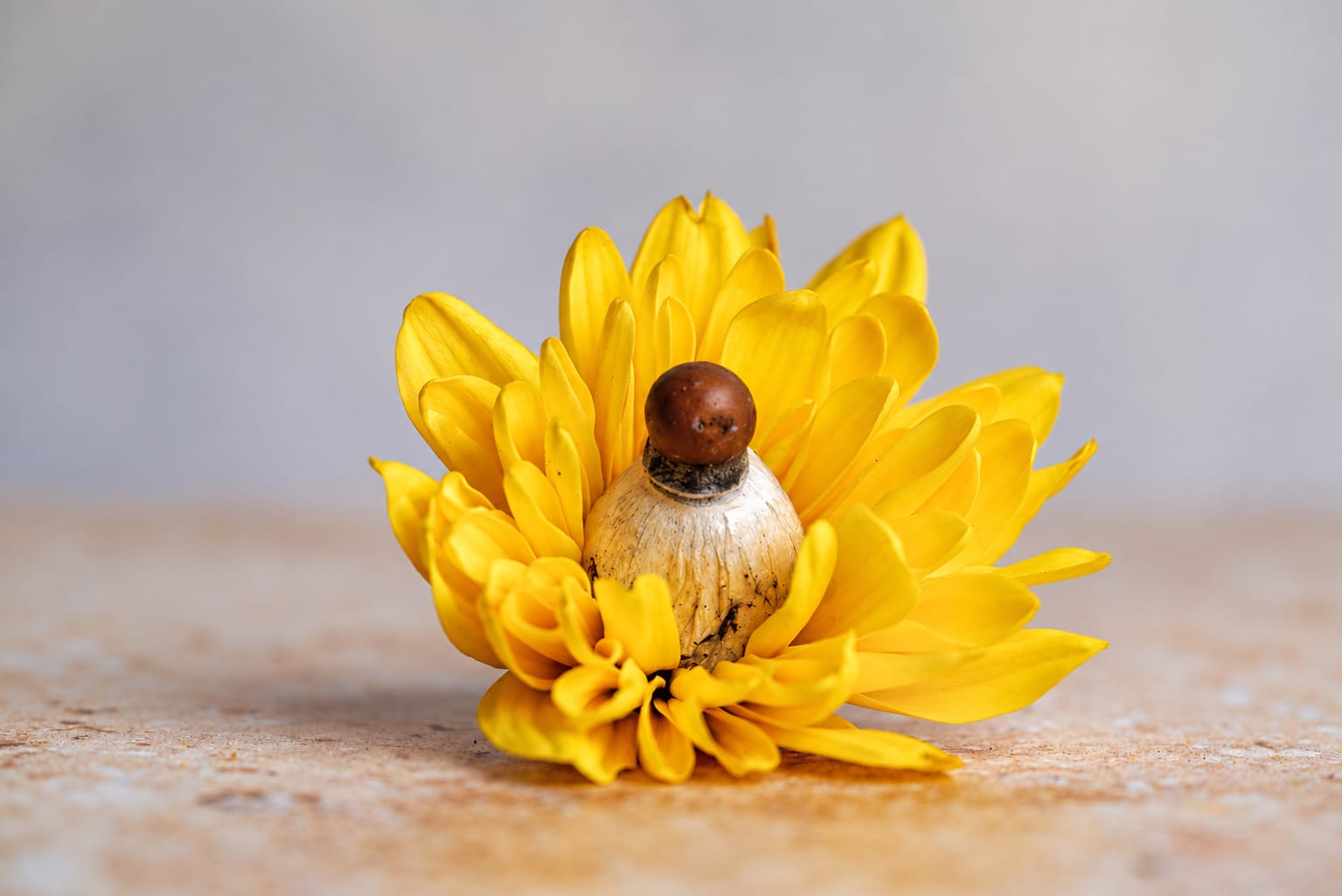 Still life, photograph from the True Eira archive