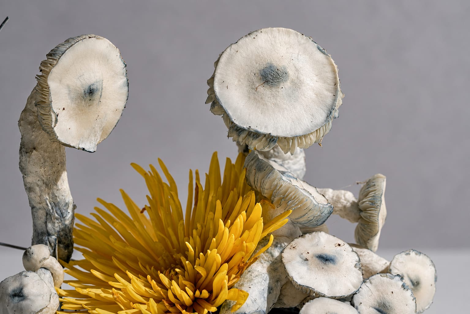Still life, photograph from the True Eira archive