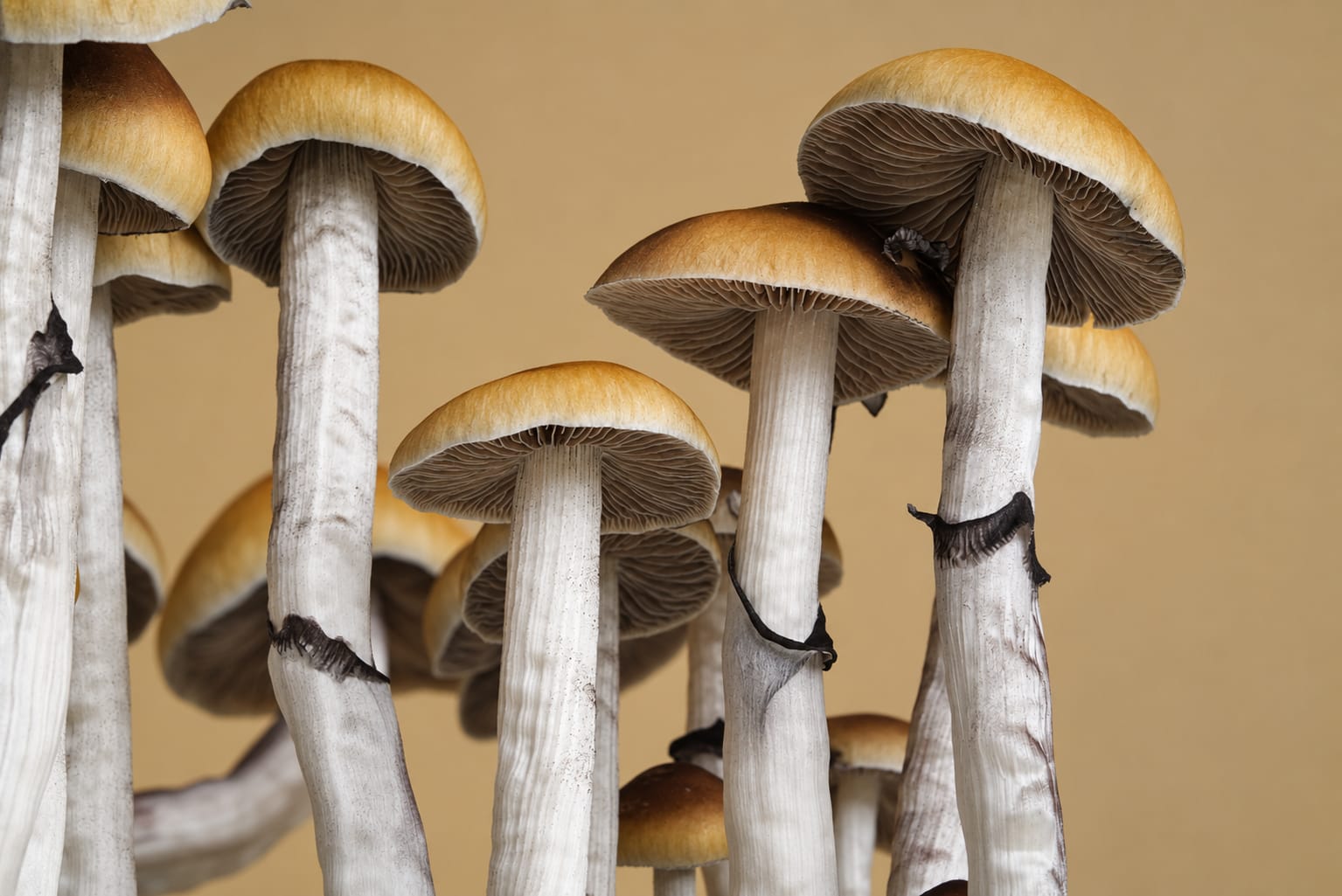 Cluster, photograph from the True Eira archive
