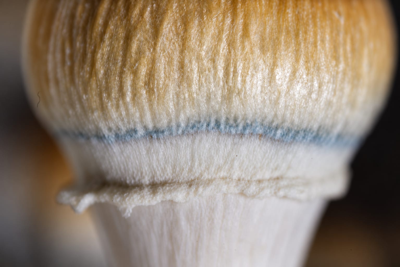 Texture study, photograph from the True Eira archive