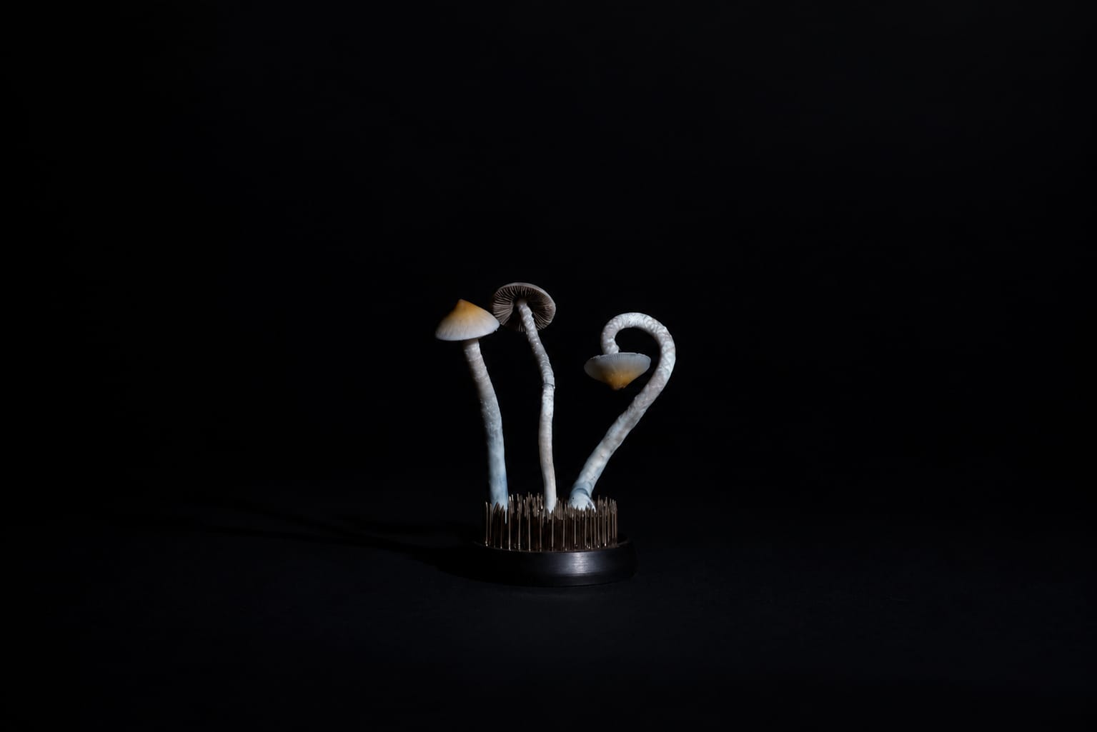 Specimen, photograph from the True Eira archive