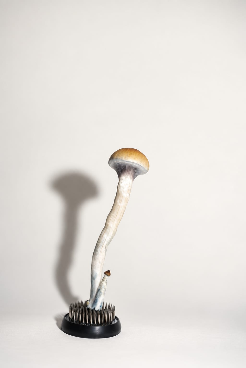 Specimen, photograph from the True Eira archive