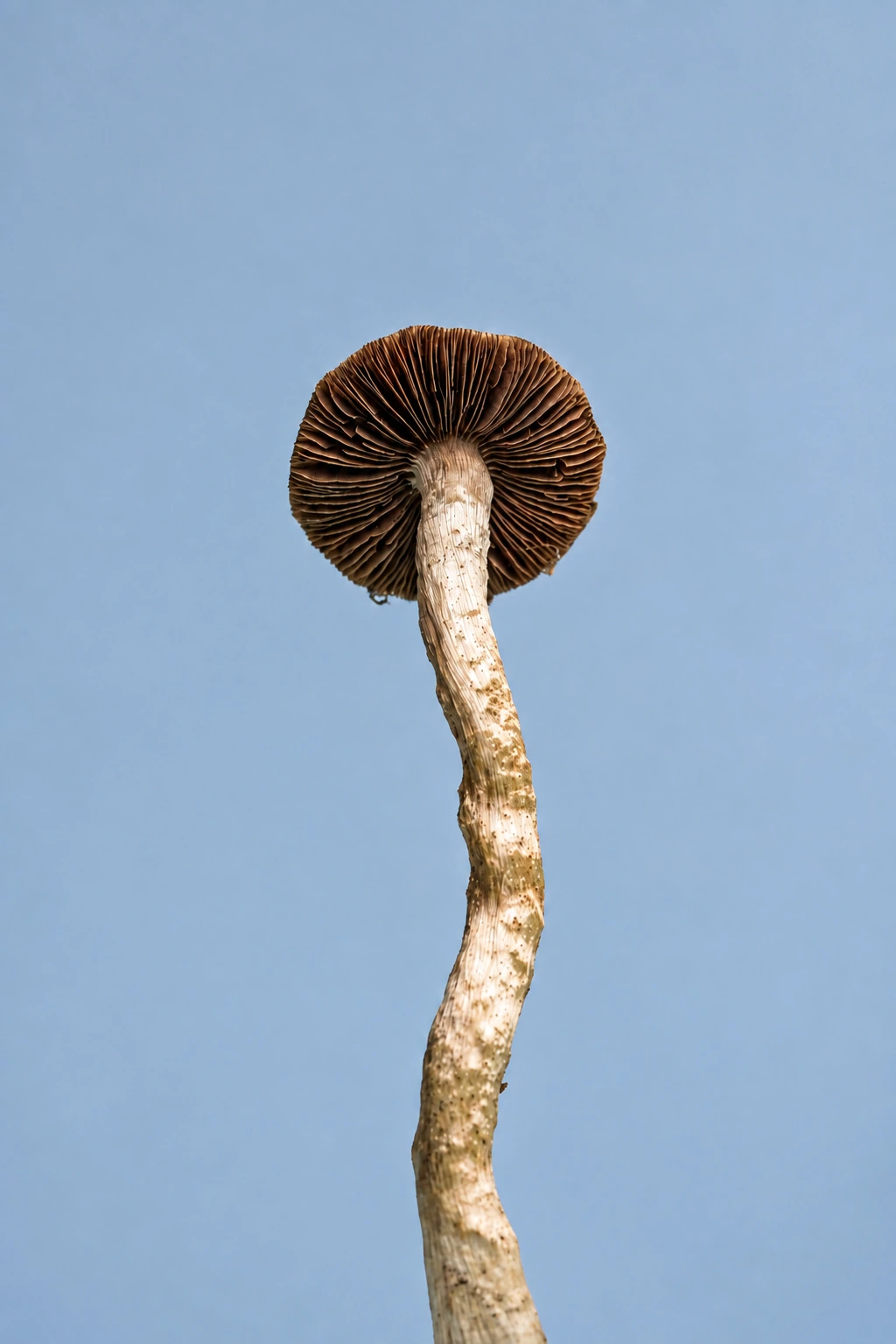 Specimen, photograph from the True Eira archive