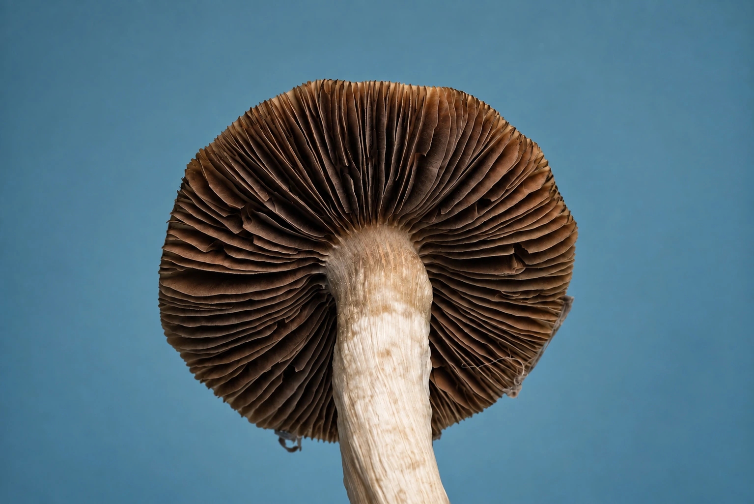 Gill study, photograph from the True Eira archive