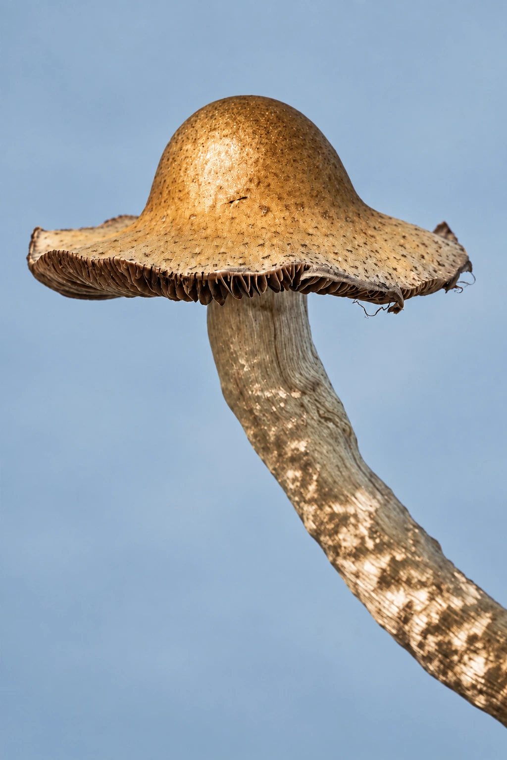 Specimen, photograph from the True Eira archive
