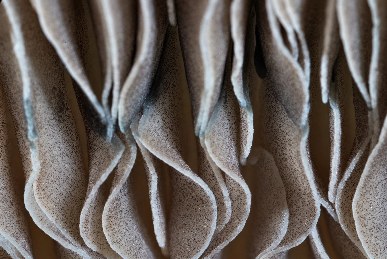 Texture study, photograph from the True Eira archive