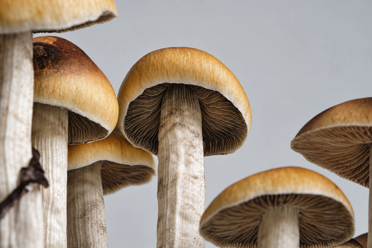 Cluster, photograph from the True Eira archive