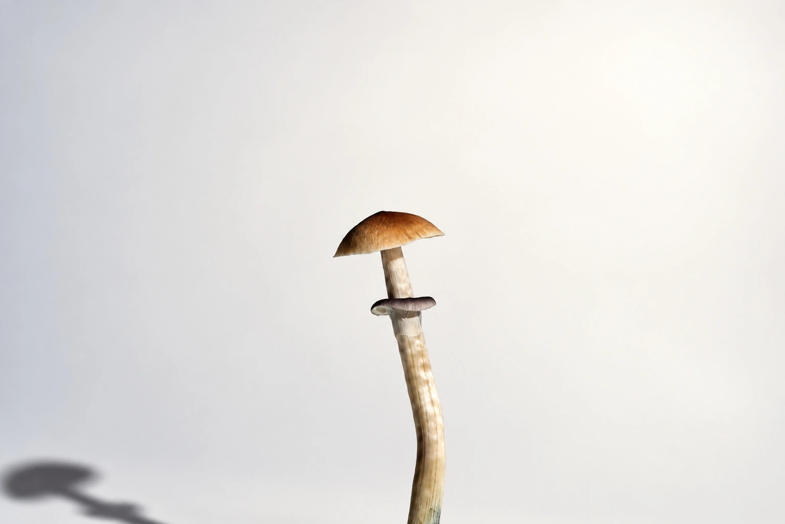 Specimen, photograph from the True Eira archive
