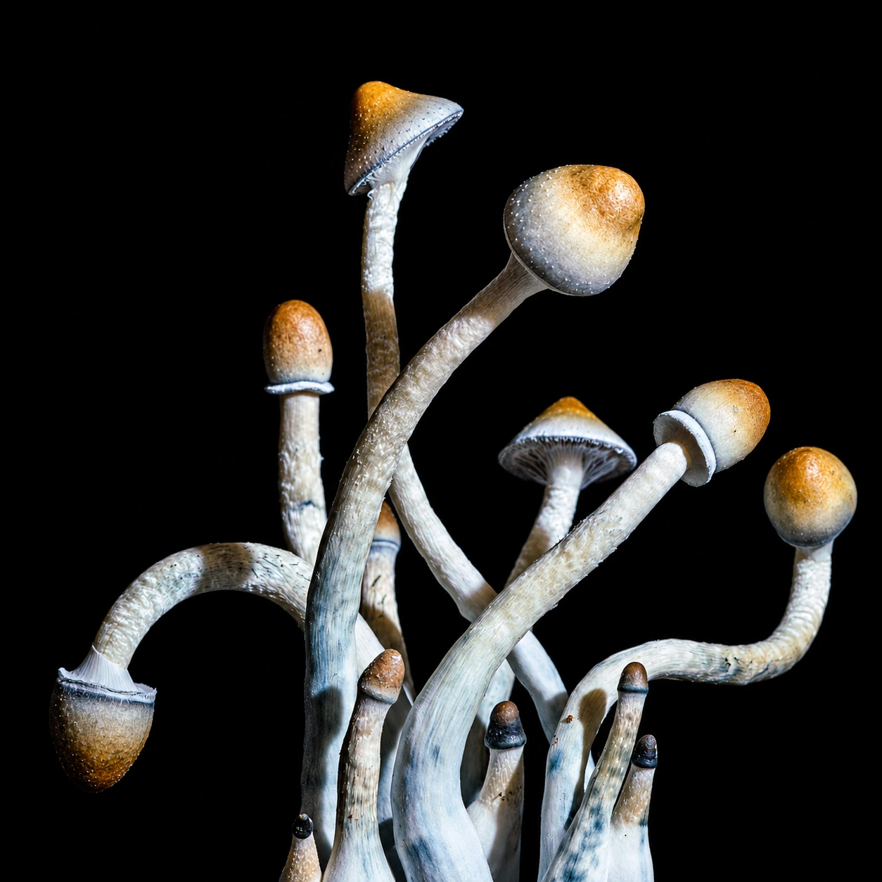 Cluster, photograph from the True Eira archive