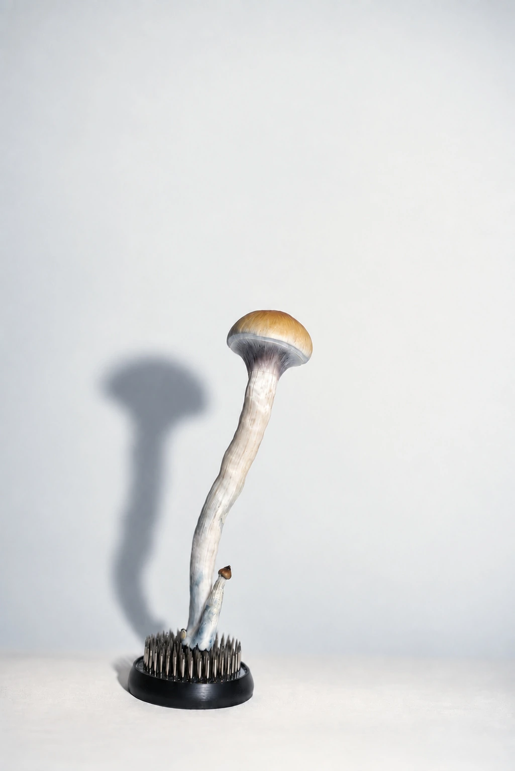 Specimen, photograph from the True Eira archive